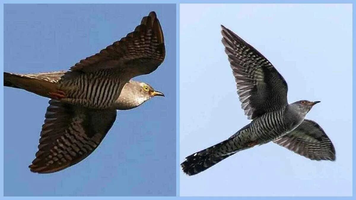 Ein Kuckuck fliegt mit weit ausgebreiteten Flügeln vor blauem Himmel, in zwei Ansichten nebeneinander dargestellt.