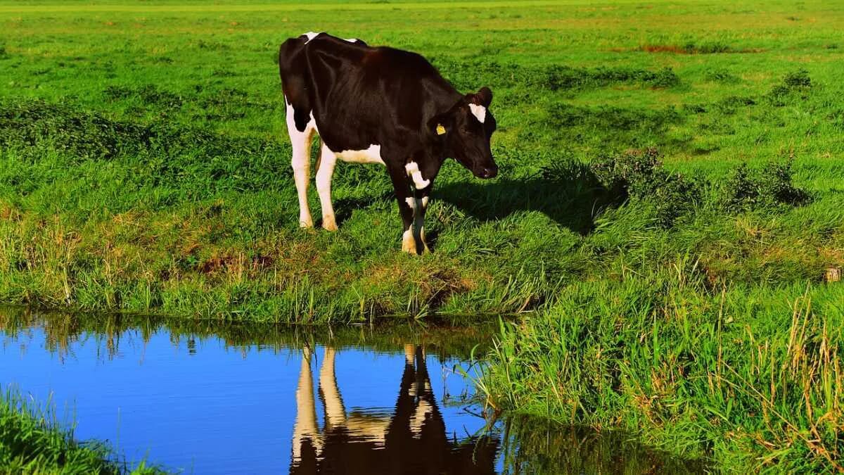 Kuh Wiese Weide Schwarz Weiss Bach Wasser · AVENTIN Storys