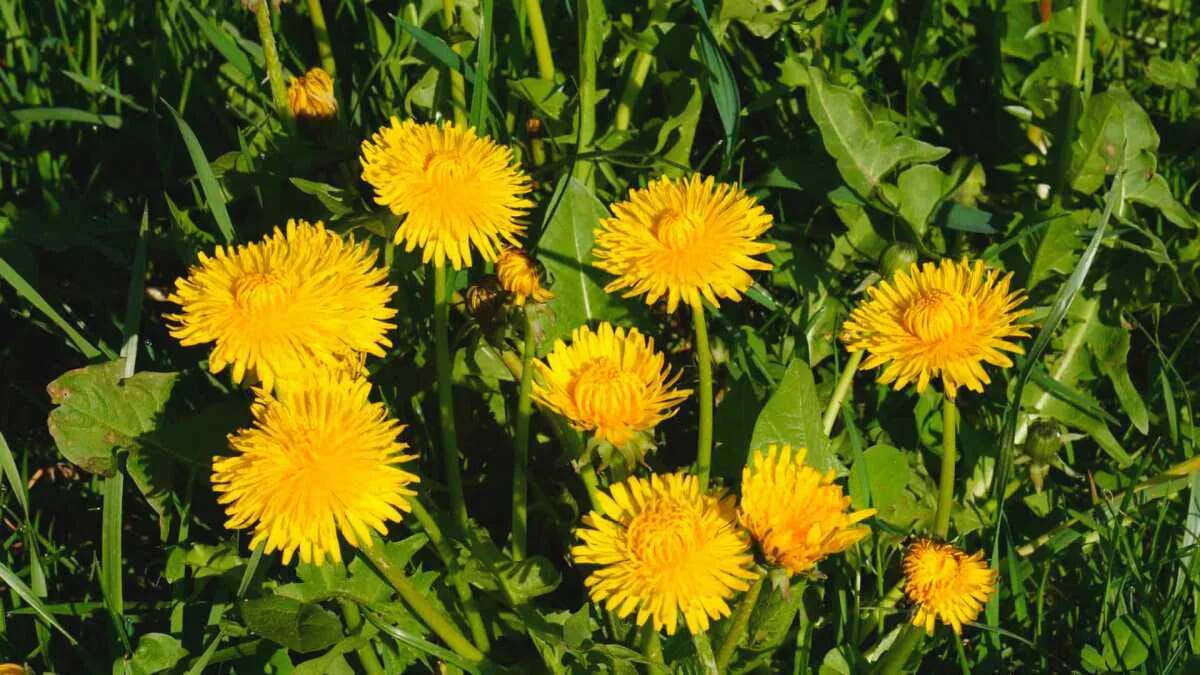 Löwenzahn · Hundeblume · Wiese · Gelb Grün · AVENTIN Storys