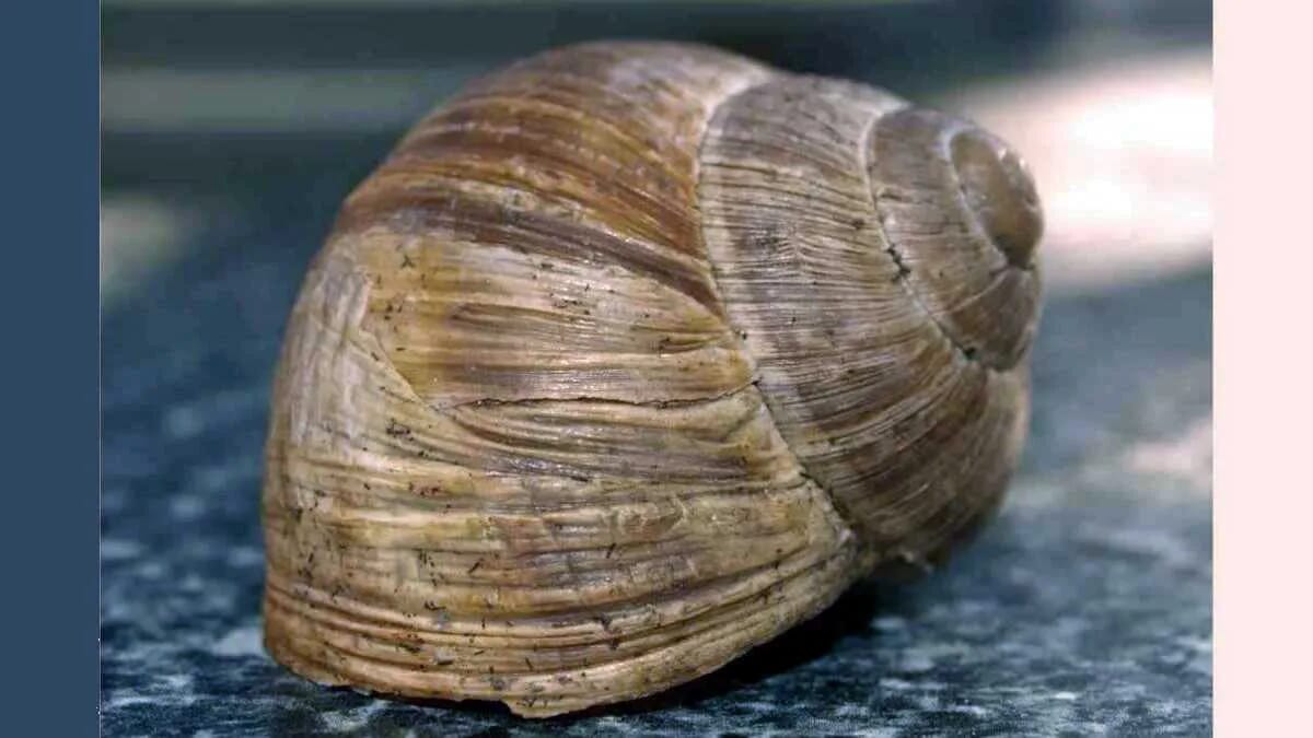 Schnecke Schneckenhaus Weinbergschnecke · AVENTIN Storys