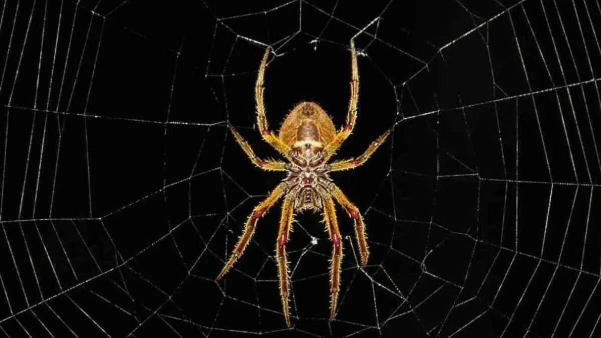 Spinne Netz Faden Fäden Spinnennetz · AVENTIN Storys