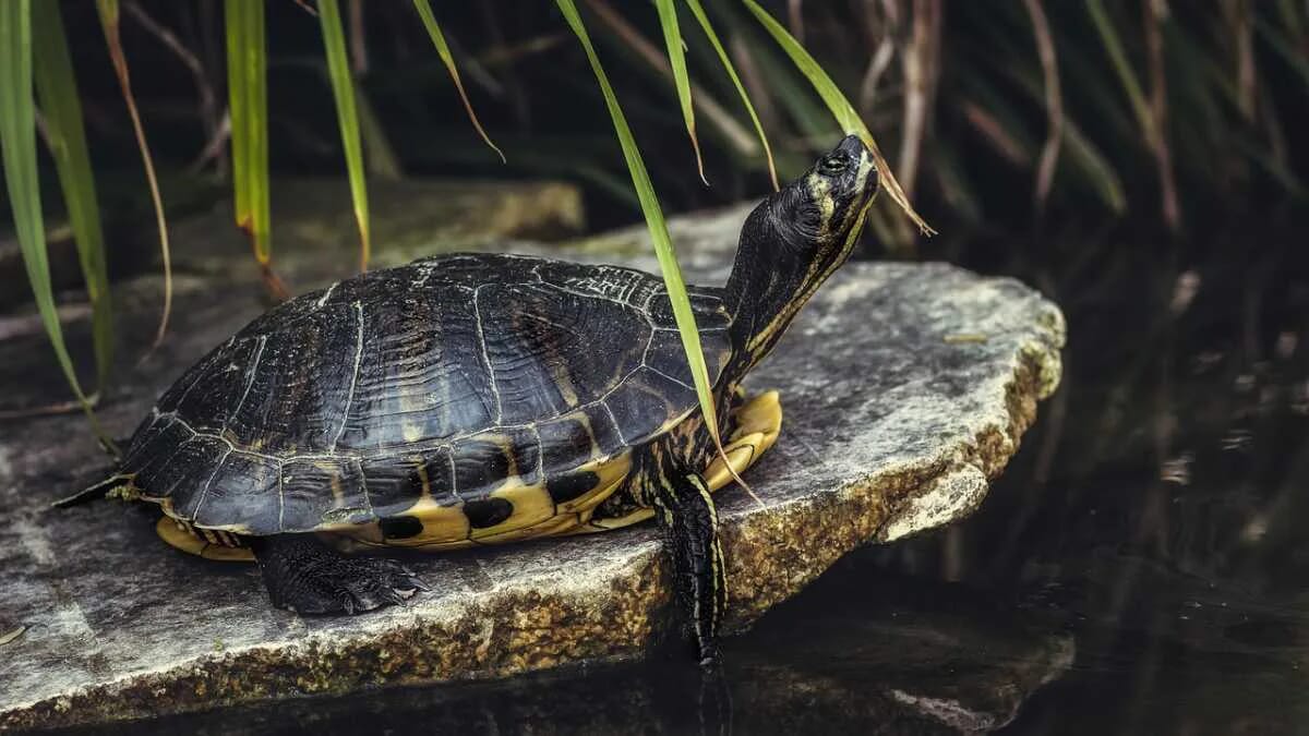 Schildkröte Turtle Kriechtier Eierlegend Reptilien · AVENTIN Storys