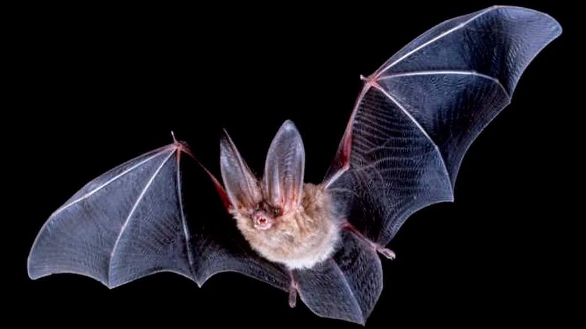 Fledermaus Flughund Säugetier Flattermaus · AVENTIN Storys