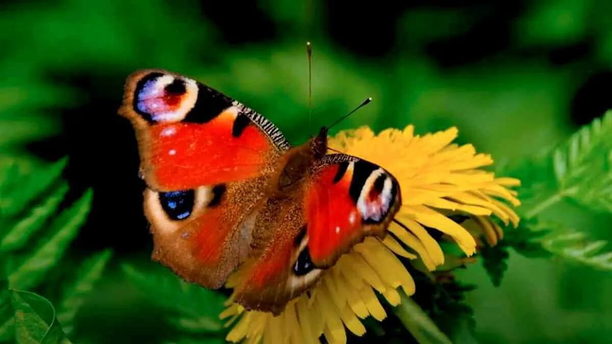 Pfauenauge Schmetterling Falter Löwenzahn Blume · AVENTIN Storys
