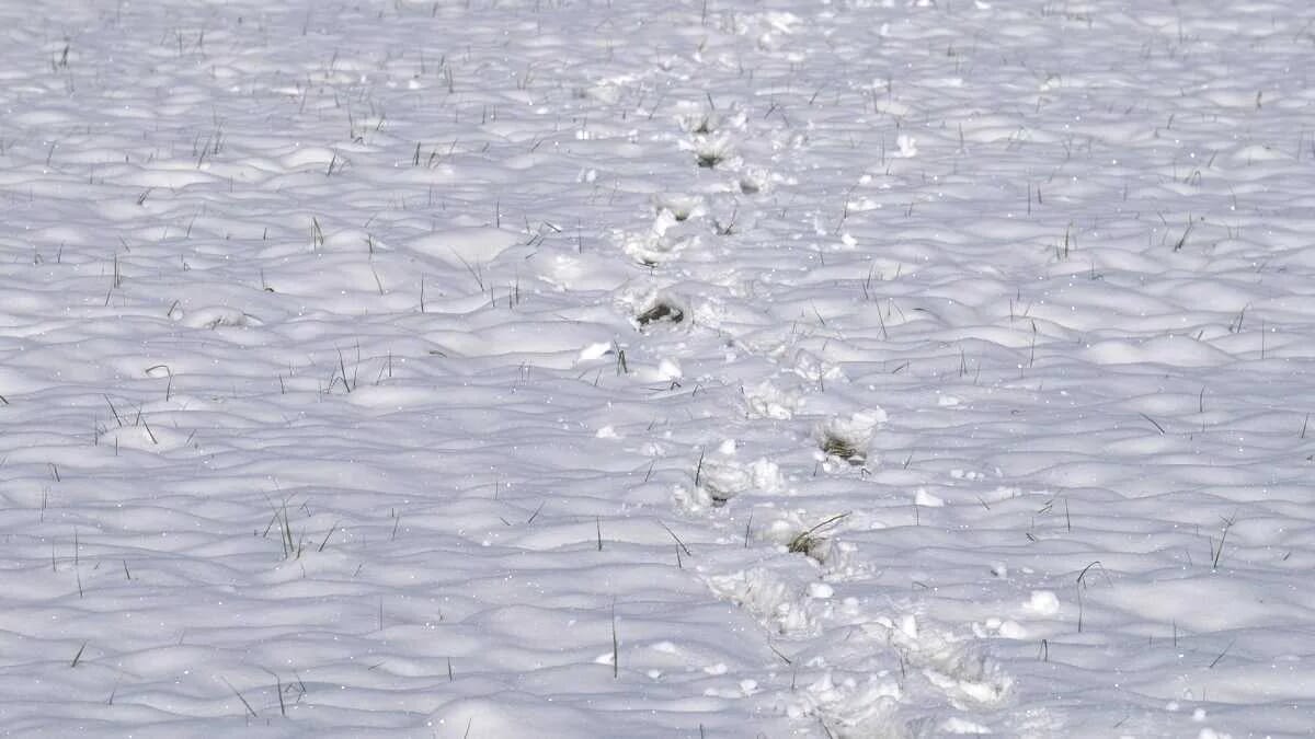 Schnee Wiese Spuren Winter · AVENTIN Storys