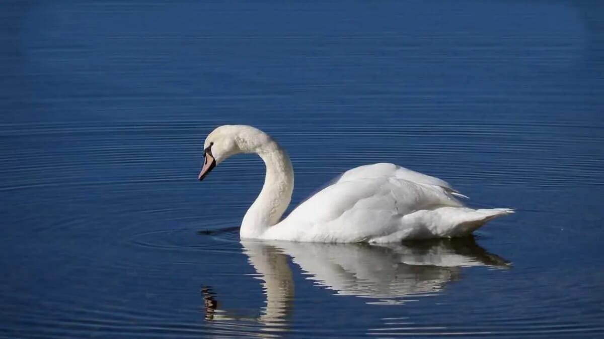 Schwan · Ammersee · Voralpenland · Wasser · AVENTIN Storys