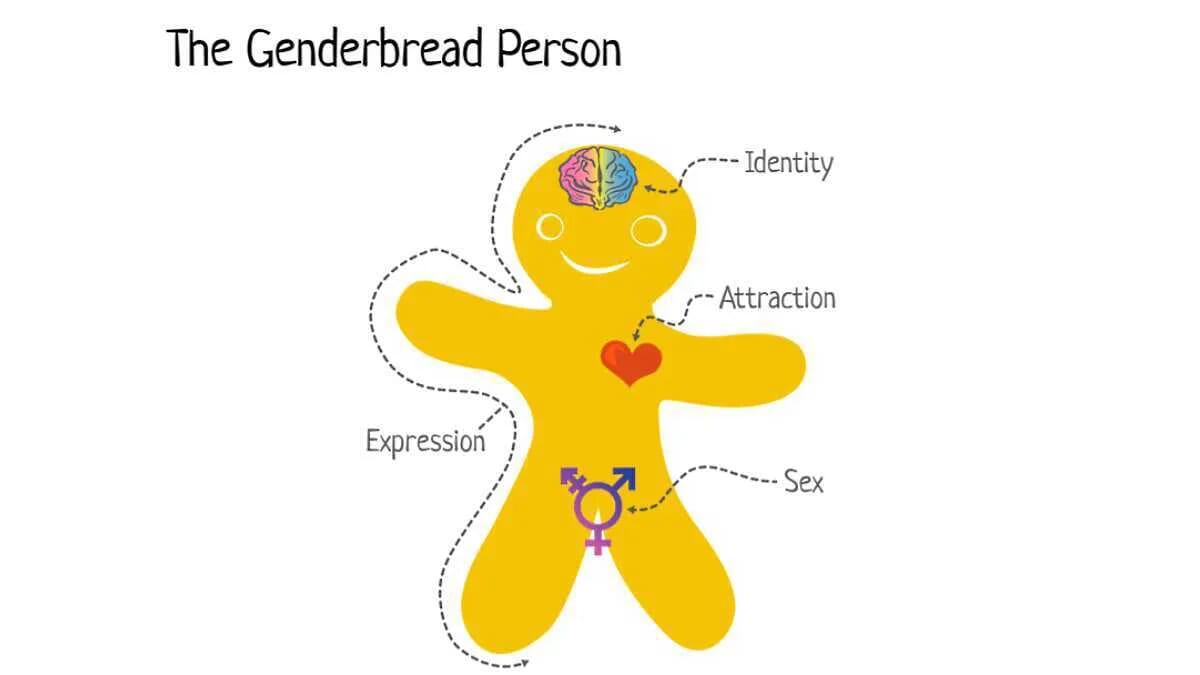 Genderbread Person · Biologisches und soziales Geschlecht · Sexus und Gender · Wissen · AVENTIN Storys