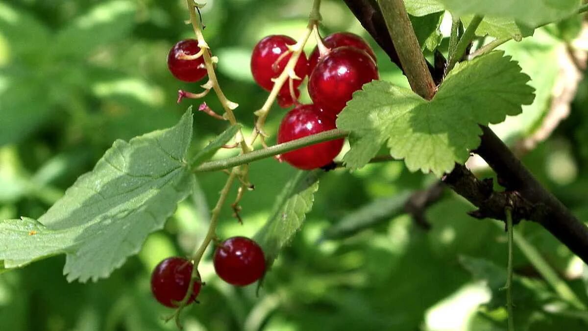 Johannisbeere · ribes · Frucht · Naturheilmittel · Vitamin C · AVENTIN Storys