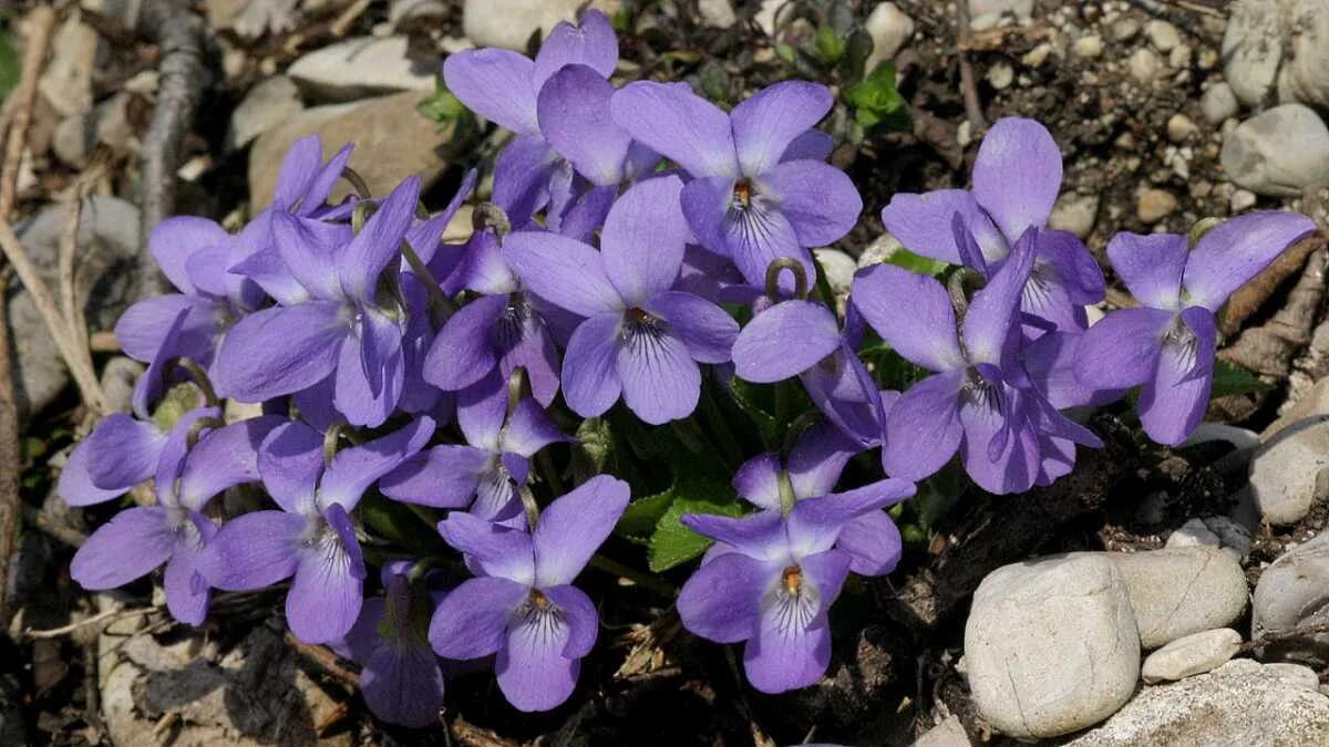 Veilchen Viola Duft Blume der Priesterin Io Heilpflanze · AVENTIN Storys