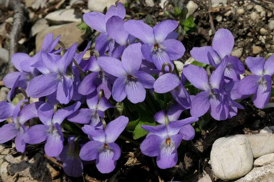 Veilchen · Blume der Priesterin Io 3 Veilchen Viola Duft Blume der Priesterin Io Heilpflanze · AVENTIN Storys