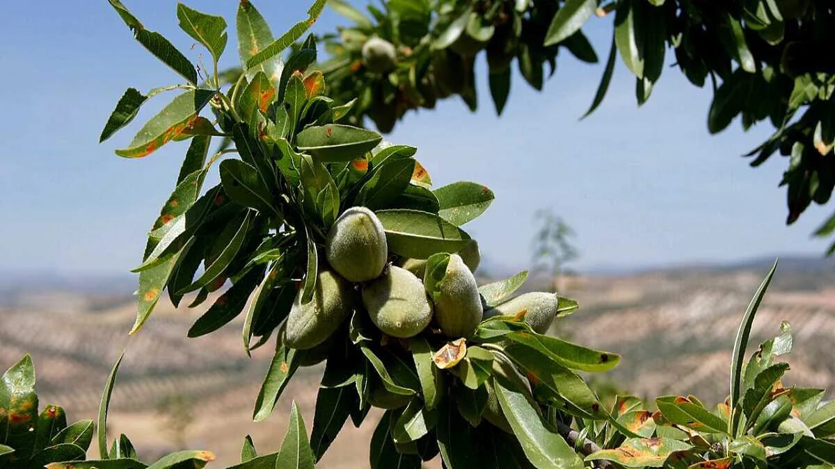 Mandelbaum · prunus dulcis · Rosengewächs Samen Mandeln Mandelkerne Nahrungsmittel · AVENTIN Storys