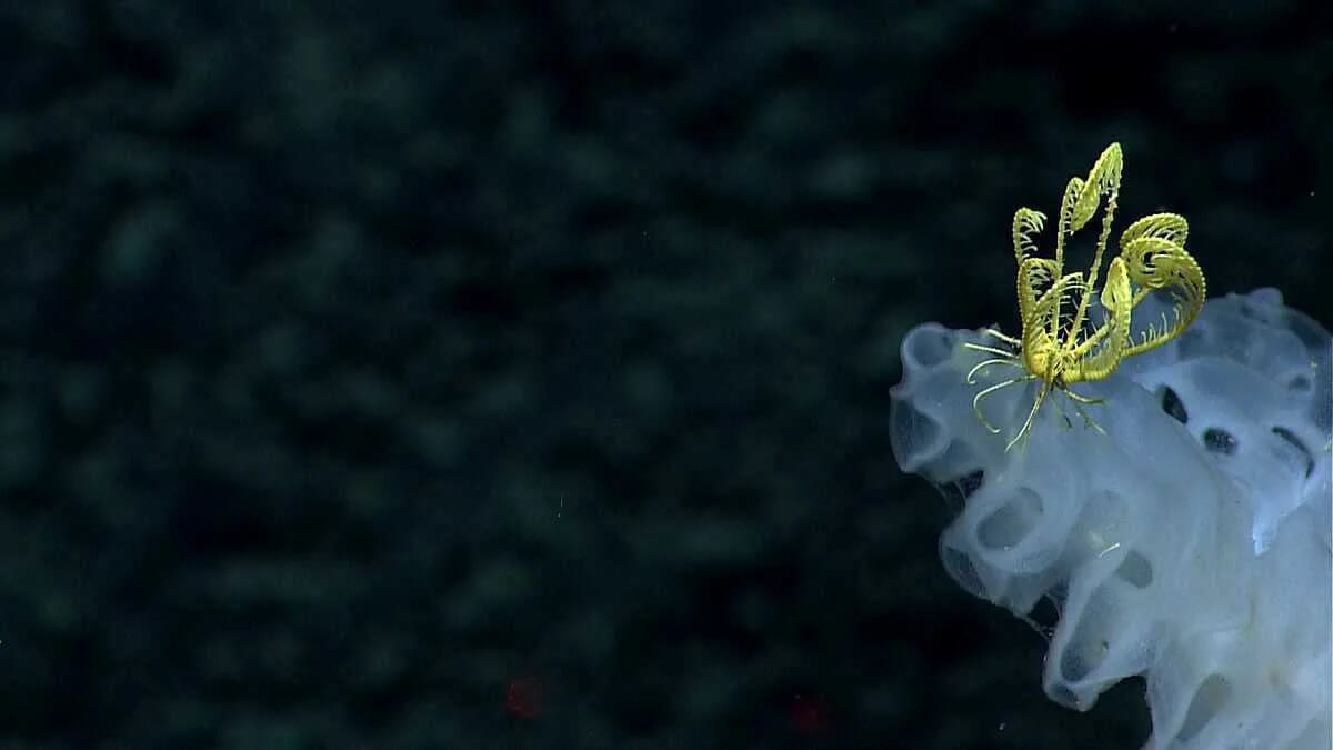 Tiefsee Kosmos Meer Welt Ozean Wasser Druck Tiefe Pelagial Benthal · AVENTIN Storys