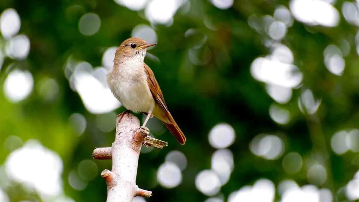 Nachtigall Vogel Braun Ast Gesang