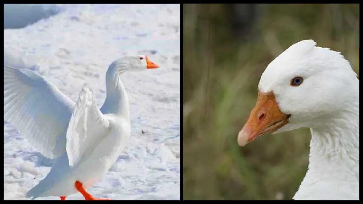 Gans bliebt Gans Federkleid weiß wie Schnee