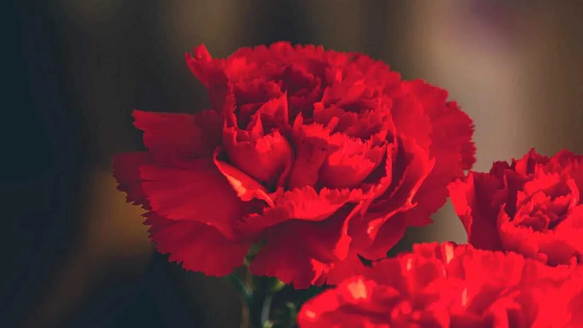drei rote nelken blumen duft 25