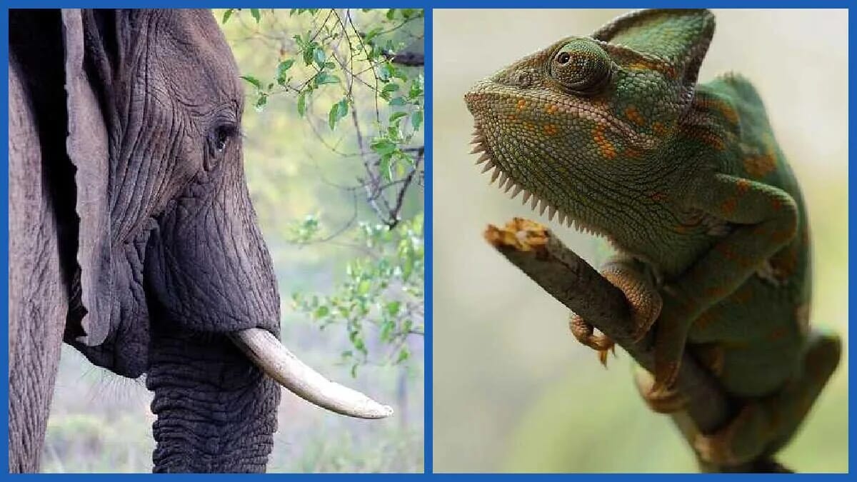Ein Elefant mit Stoßzahn und ein grün-braunes Chamäleon stehen für das Wettrennen der afrikanischen Fabel.