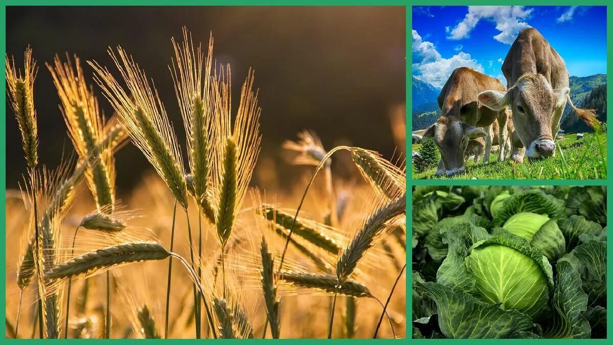 landwirtschaft nachhaltigkeit natur ökologie tierhaltung wissen biologie 25