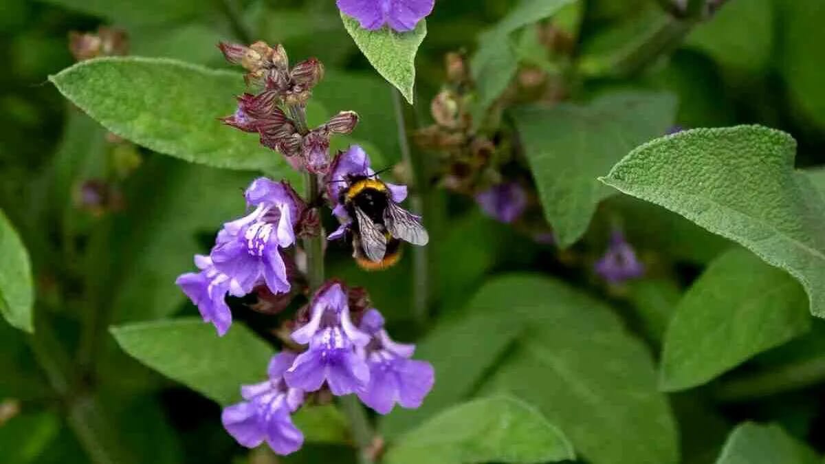 salbei echter salbei salvia officinalis pflanze gewuerz naturheilmittel 25