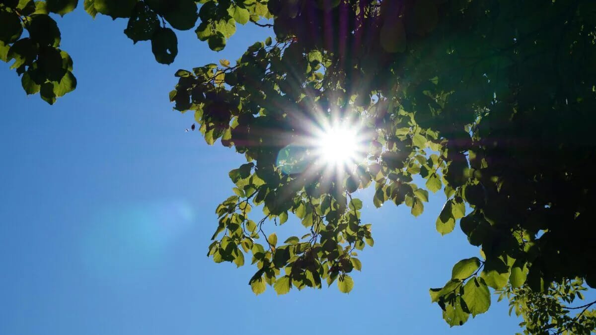 Zwischen grünem Laub bricht ein heller Sonnenstrahl durch den blauen Himmel und bildet einen leuchtenden Stern.