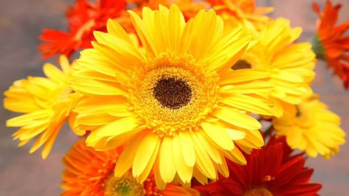 Nahaufnahme gelber Gerbera-Blüten mit dunklem Zentrum, umgeben von oranges und gelbes Blütenmeer, vor pinkem Hintergrund; klare, farbintensive Blüten im Fokus
