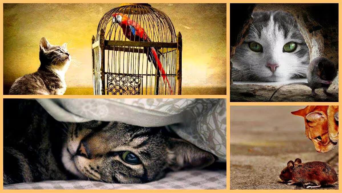 In der Fabel „Falsche Richtung“ nach Franz Kafka sind Katze und Maus zu sehen, dazu Käfig und Vogel, während eine Falle die Richtung bestimmt.