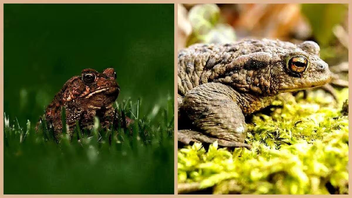 kroeten froschlurche amphibien lebewesen 25.avif?w=300&h=169&scale