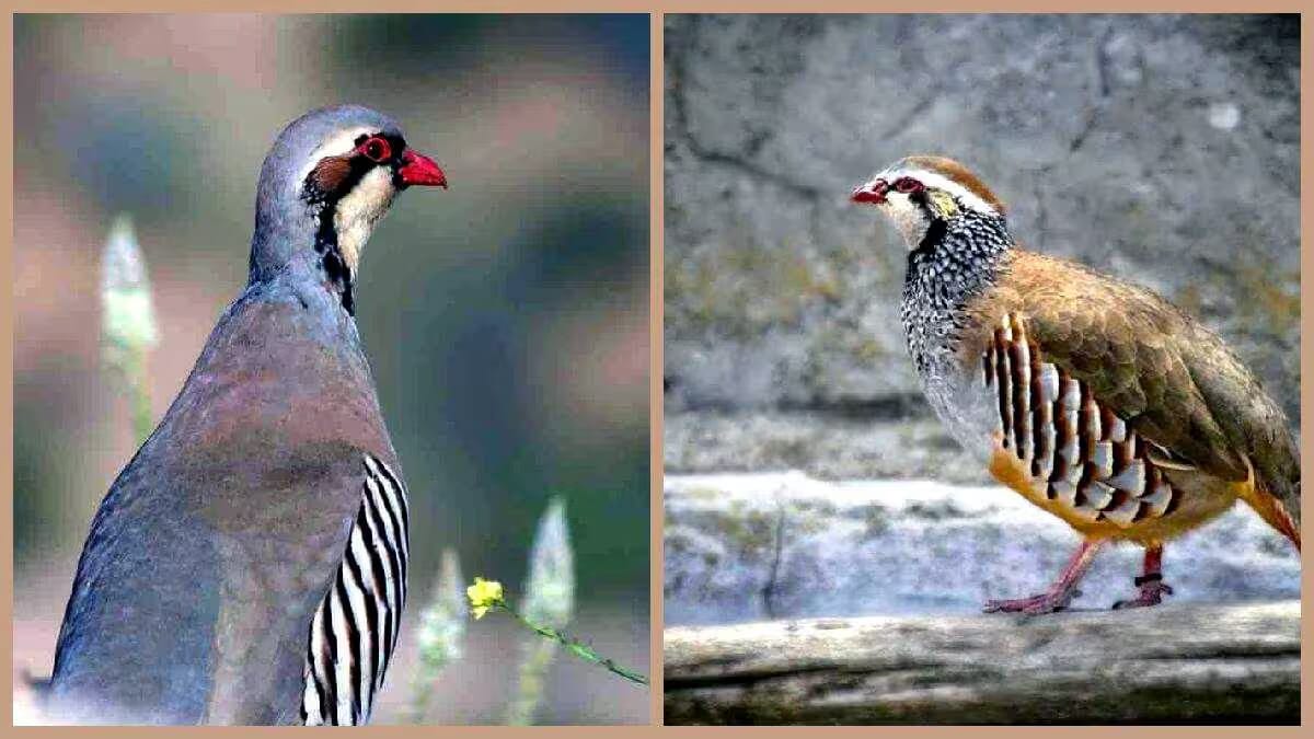 Bild zeigt zwei Vögel: links ein Rebhuhn mit grauem Kopf, roter Schnabel und gestrupptem Gefieder; rechts ein Huhn mit braunem Gefieder und dunkler Musterung am Hals