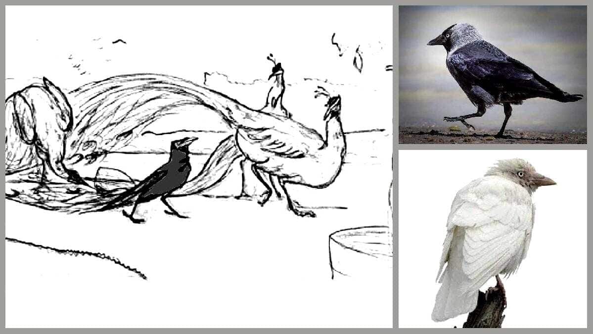 Schwarz-weißer Pfau mit Dohle