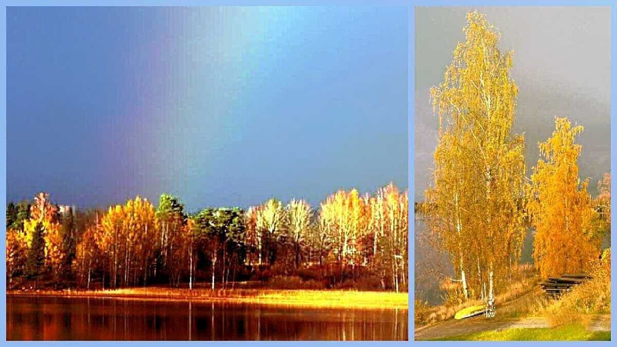 Herbstliche Baumreihe mit buntem Laub am Ufer eines ruhigen Sees unter einem bewölkten Himmel.