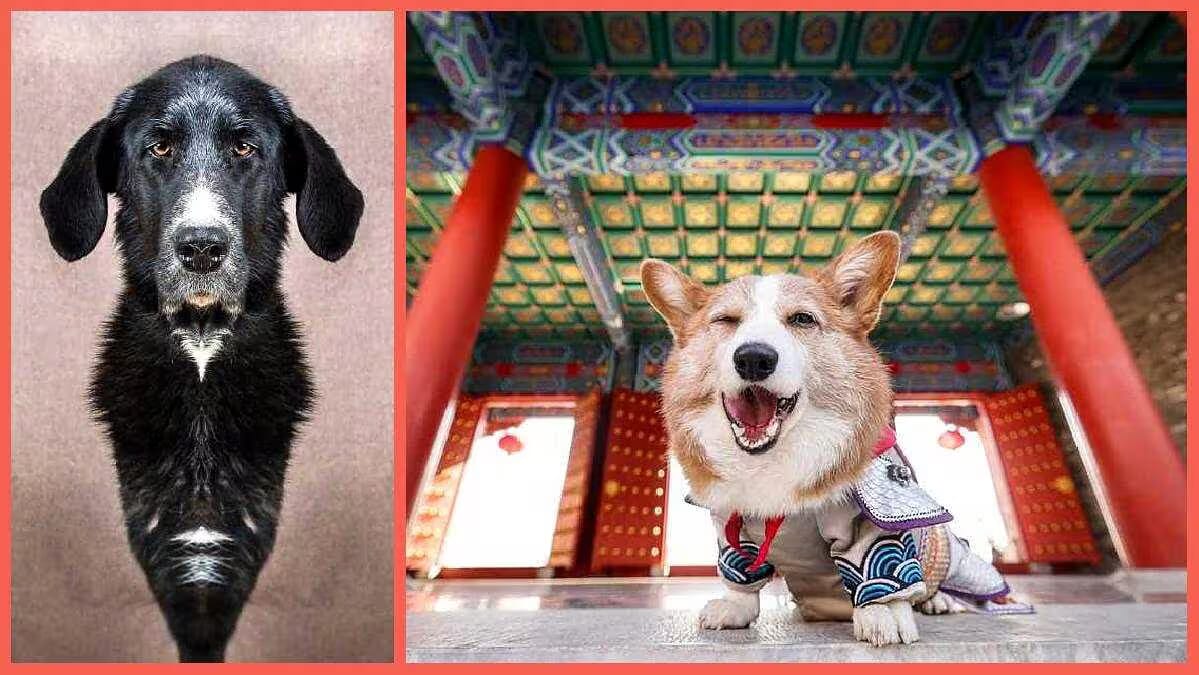 Ein Hund steht in einem Tempel und sein Spiegelbild zeigt eine optische Täuschung.
