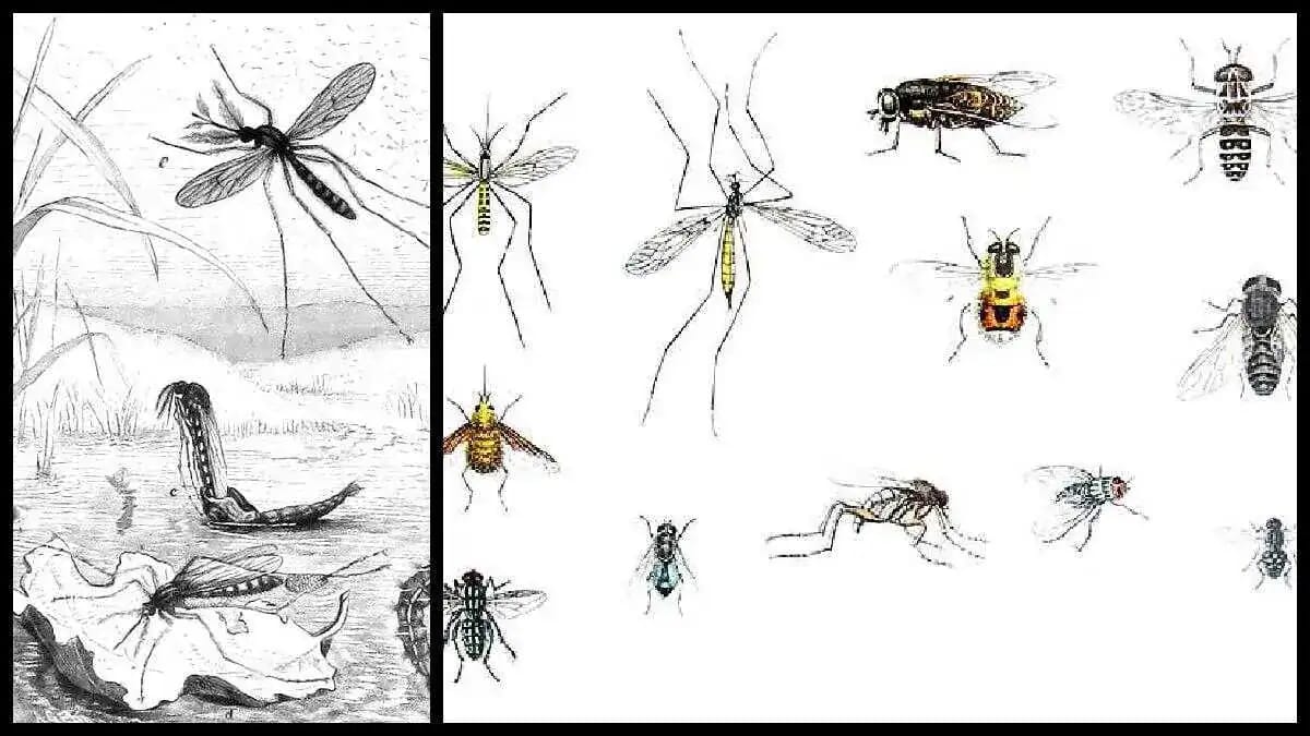 Illustration von Stechmücken und anderen Insekten