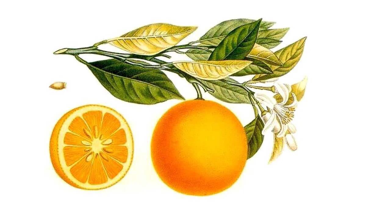 Apfelsine Orange Frucht Blätter Zweige Blüten · AVENTIN Storys