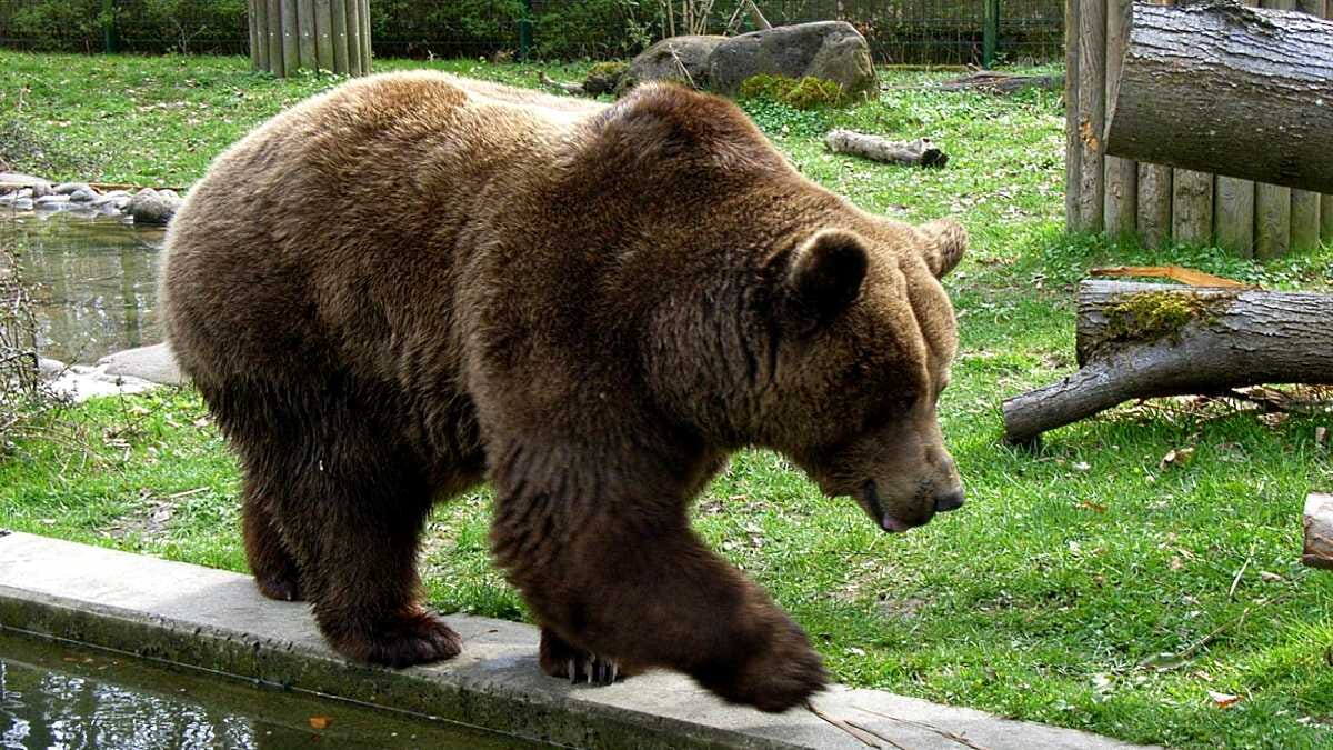 AVENTIN Storys · Bär · Braunbär · Park · Raubtier