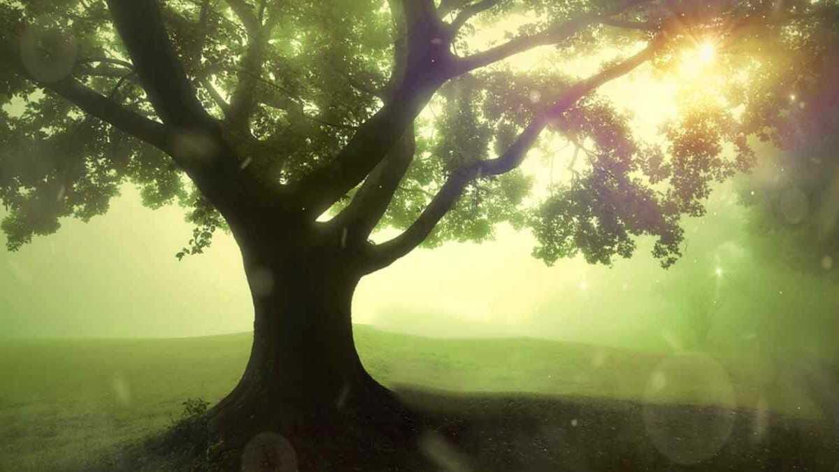 Baum Schatten Ast Äste Sonne Wiese Hügel Traum · AVENTIN Storys
