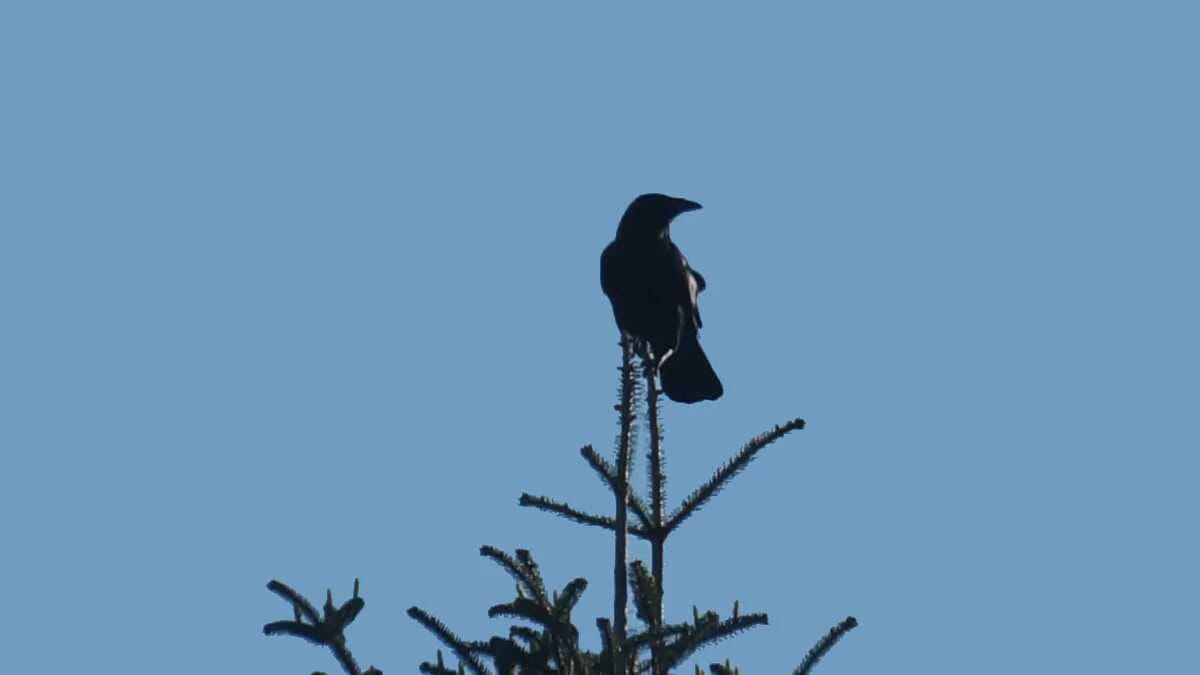 AVENTIN Storys · Baum Spitze Rabe Vogel Schwarz