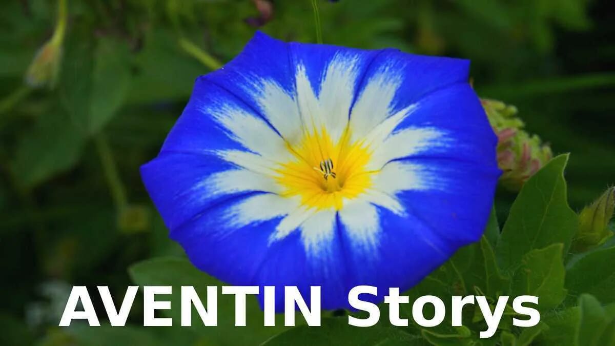 AVENTIN Storys · Blume blau · aventin.de