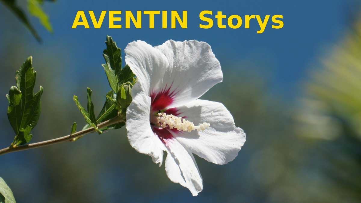 AVENTIN Storys · Blume weiss · aventin.de