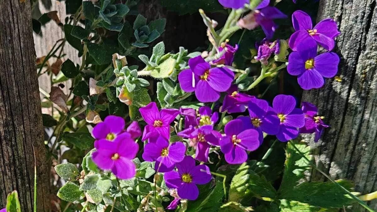 Blumen Garten Zaun Farbe Violett · AVENTIN Storys