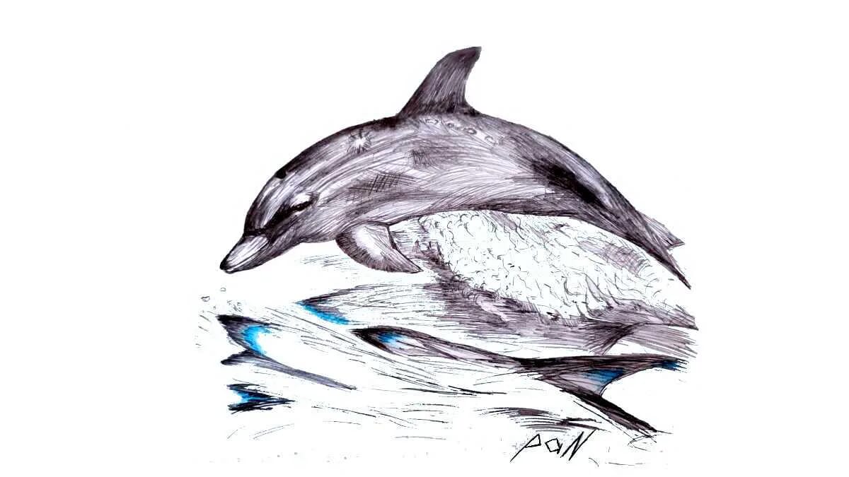 AVENTIN Storys · Delfin Sprung Wasser Meer Begleitung