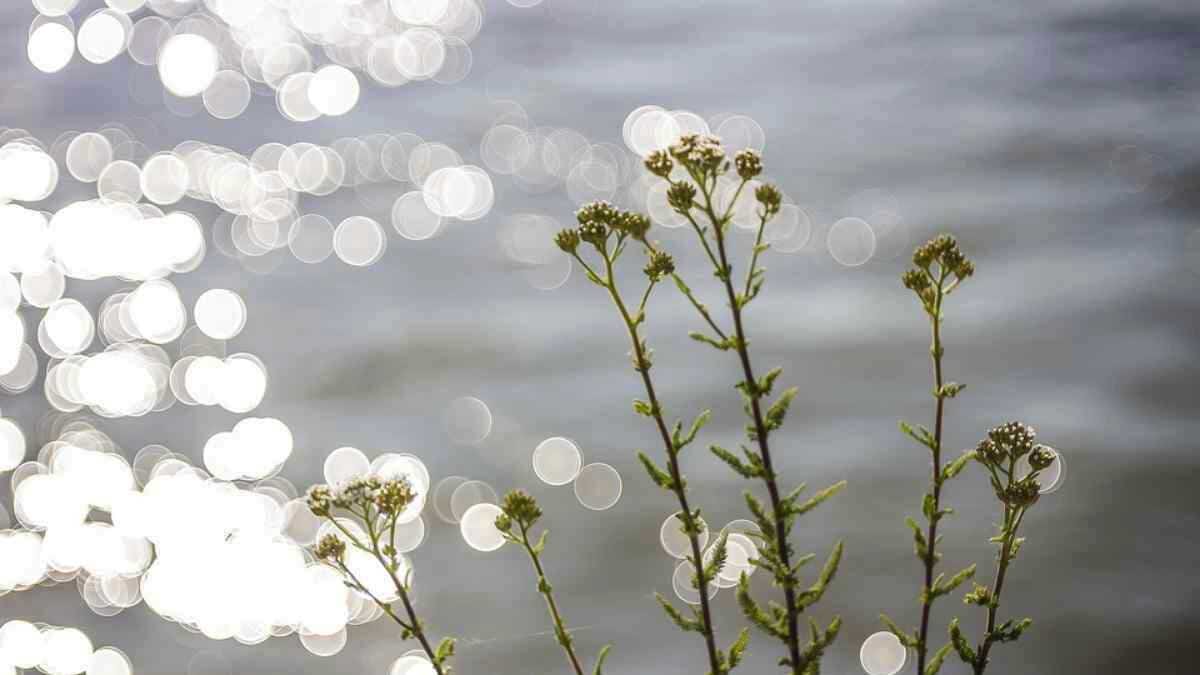 Donau Wasser Fluss Strom Pflanze Licht Spiegelung · AVENTIN Storys