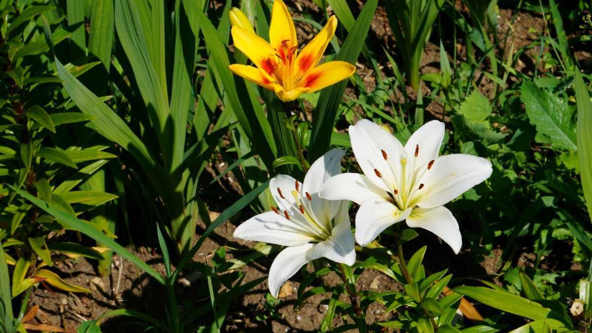 AVENTIN Storys · Drei Blüten · Blumen Frühling