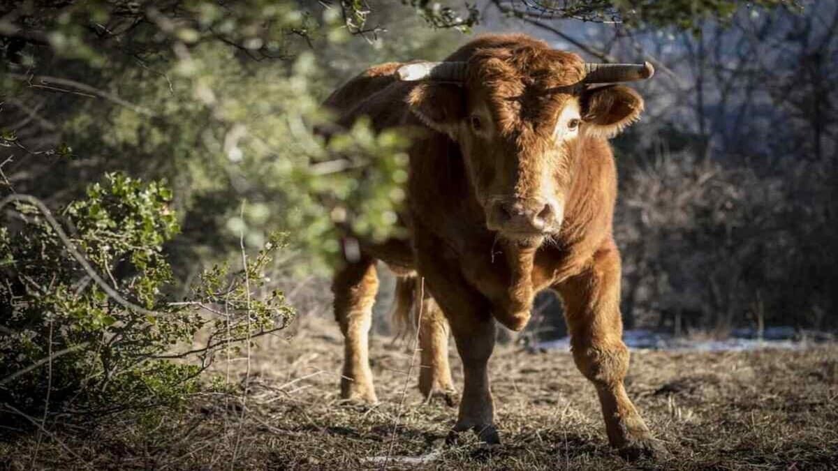 Ein brauner Stier auf der grasigen Weide, in ruhiger Haltung, als Sinnbild für Eintracht und Einigkeit in der Aesop-Fabel „Drei Stiere und der Löwe“.