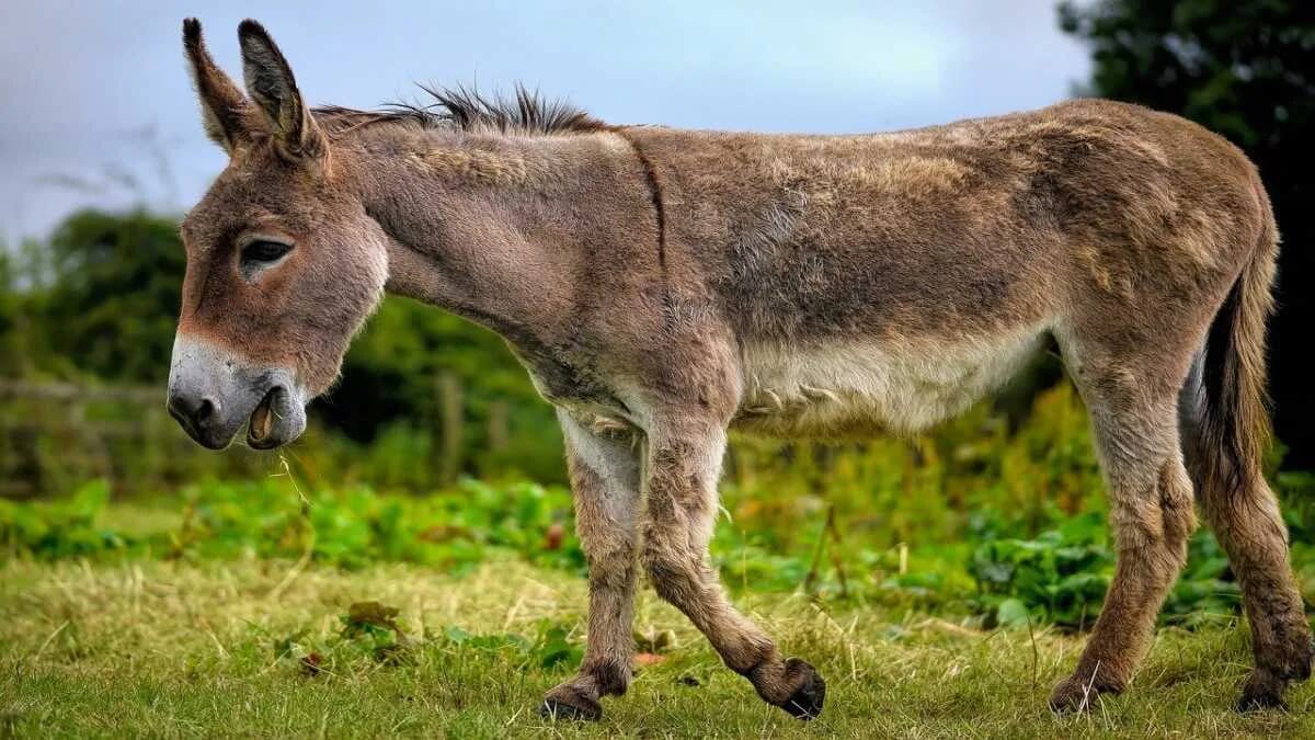 Esel Weide Wiese Donkey · AVENTIN Storys