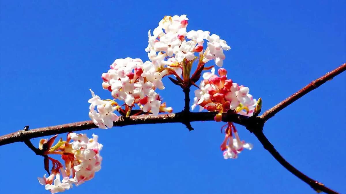 AVENTIN Storys · Frühling Baum Strauch Zweig Blüte Himmel Blau