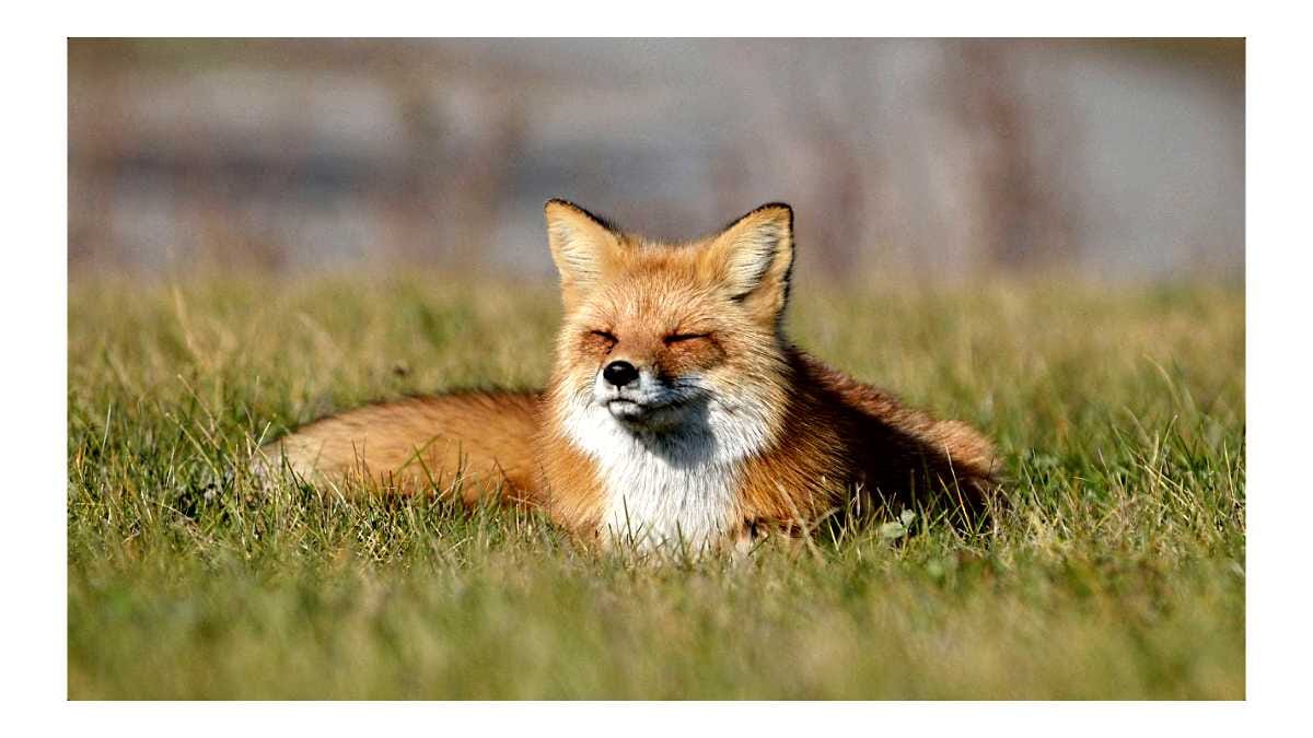AVENTIN Storys · Fuchs Fox Wiese Sonne Gras