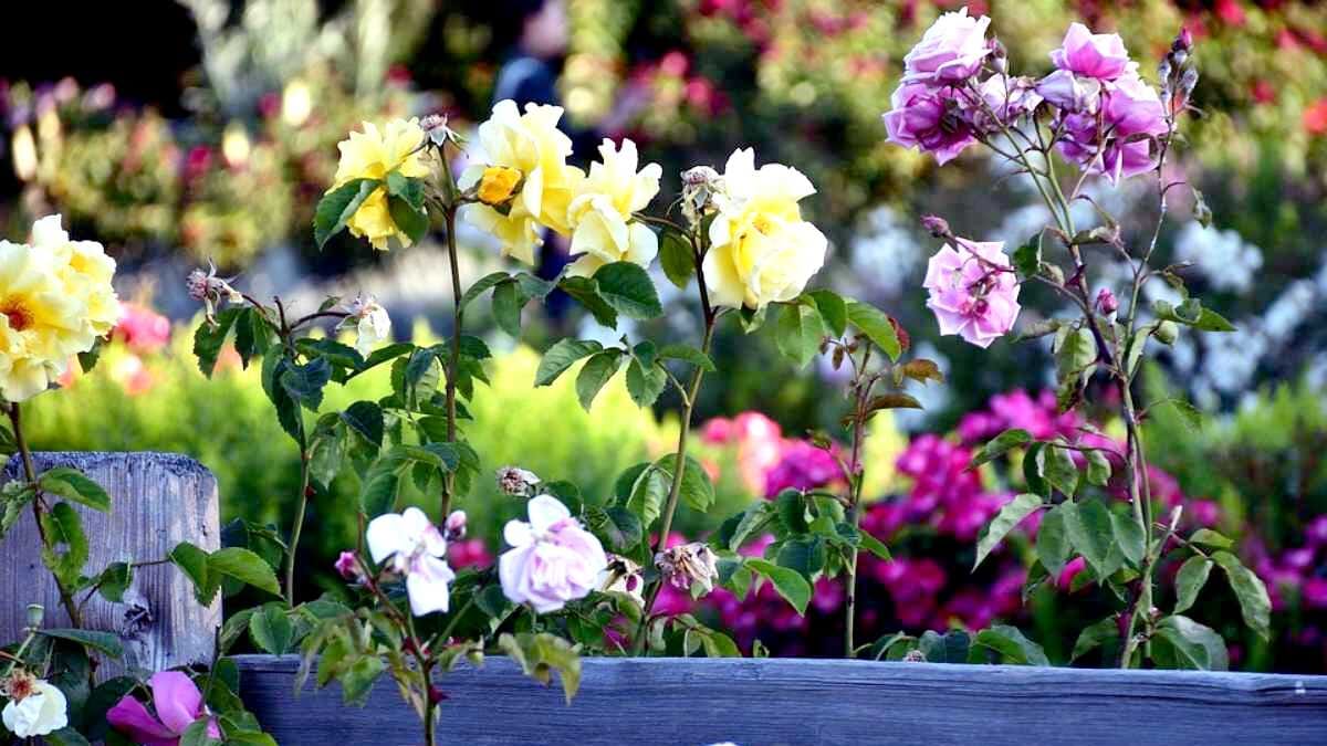 Garten Rosen Obst Herbst Licht Sonne Zaun Holz