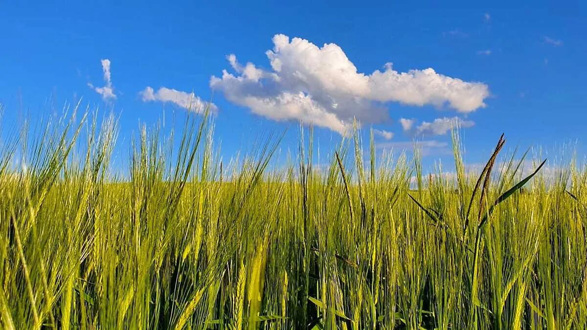 AVENTIN Storys · Gerste Getreide Feld Himmel Blau Wolken