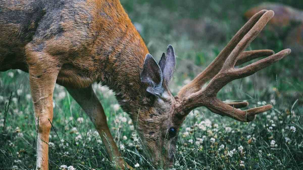 Hirsch Wiese Lichtung Wald Weide · AVENTIN Storys