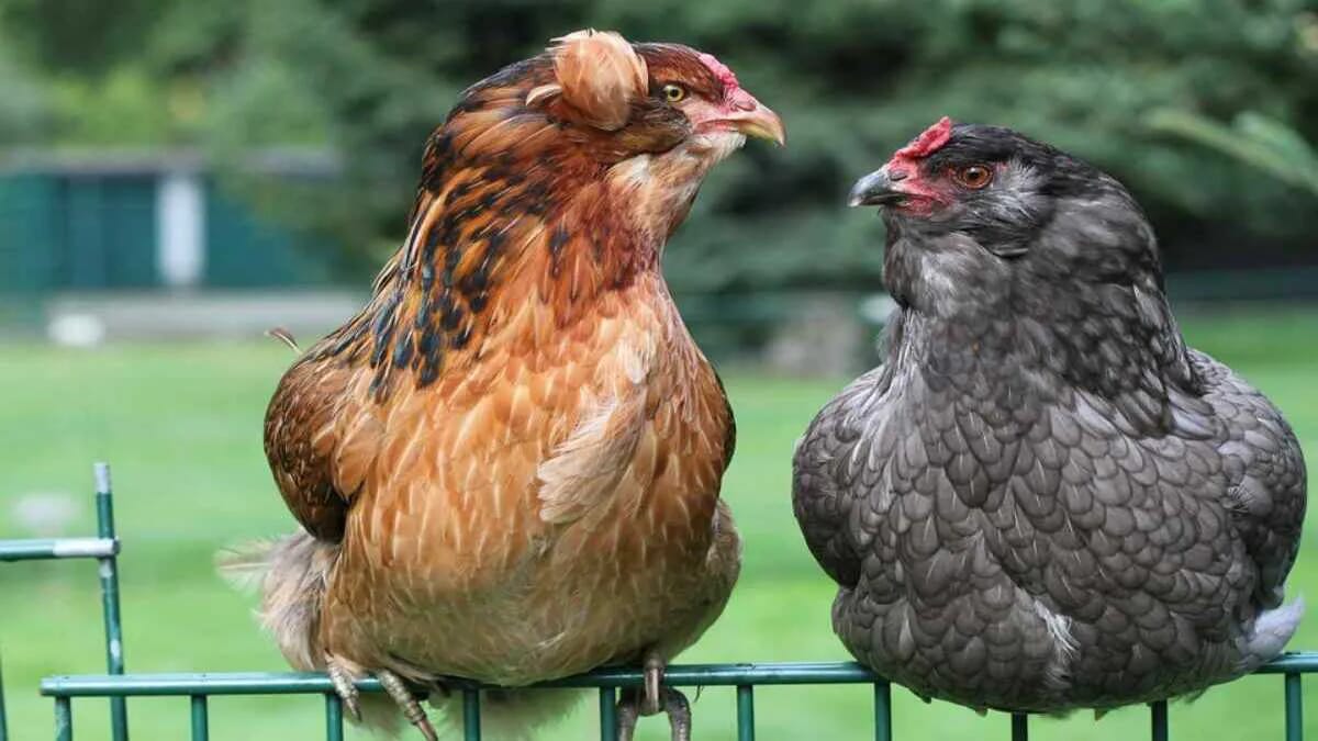 Huhn Hühner Araucana Landwirt Bauer Hof · AVENTIN Storys