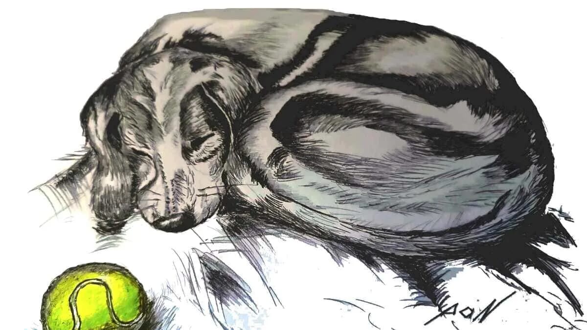 AVENTIN Storys · Hund Ball Schlaf Ruhe